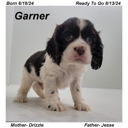 puppy, for, sale, Cocker Spaniel, Joe & Cherri  Overlease, dog, breeder, Miller, MO, dog-breeder, puppy-for-sale, forsale, nearby, find, puppyfind, locator, puppylocator, aca